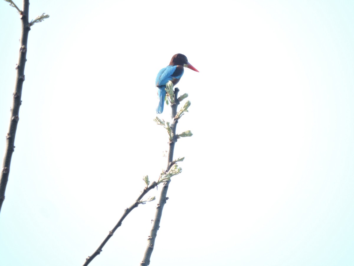 White-throated Kingfisher - ML308364221