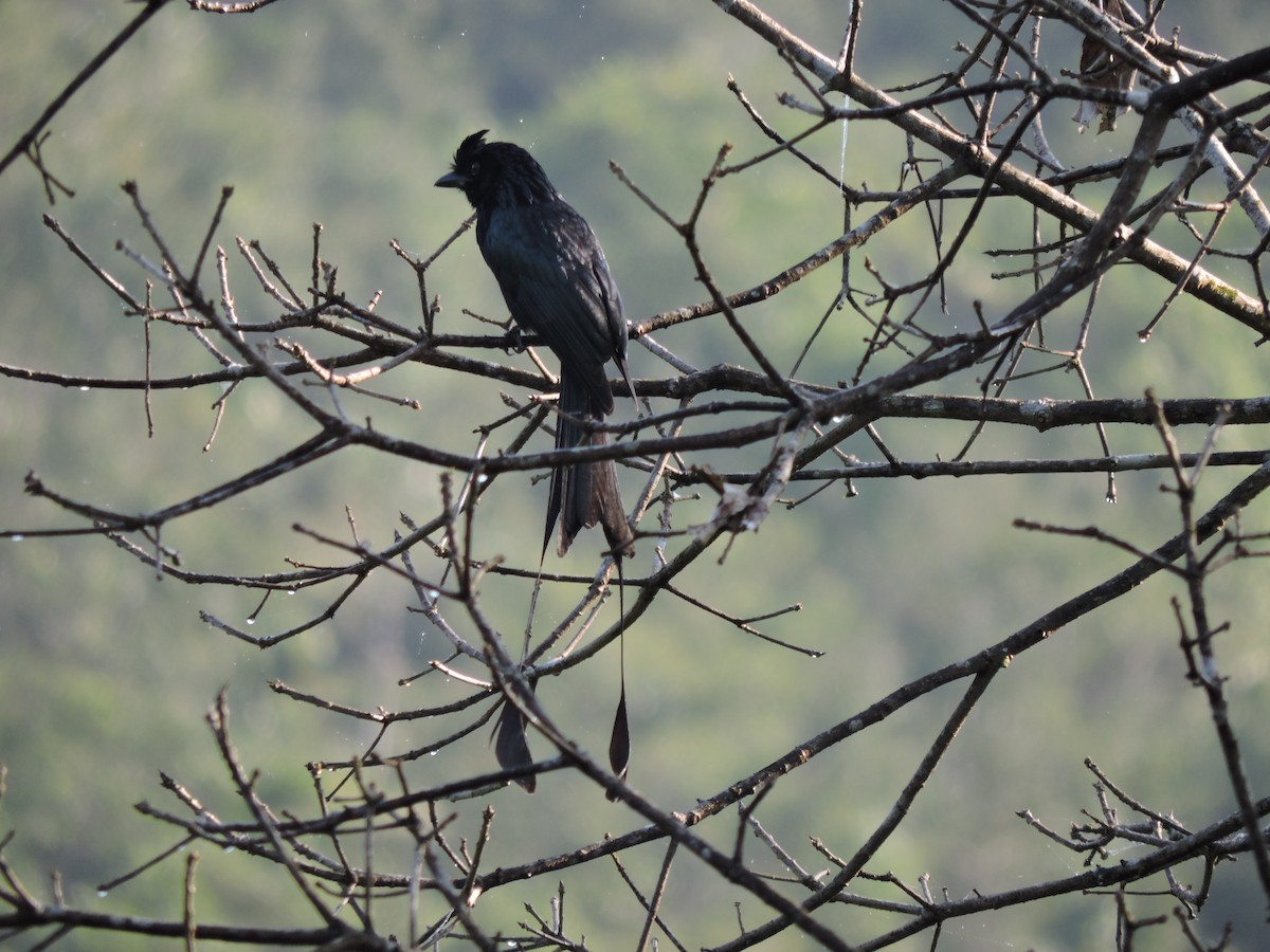 Greater Racket-tailed Drongo - ML308364241
