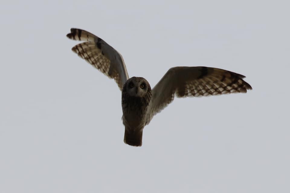 Short-eared Owl - ML308365031