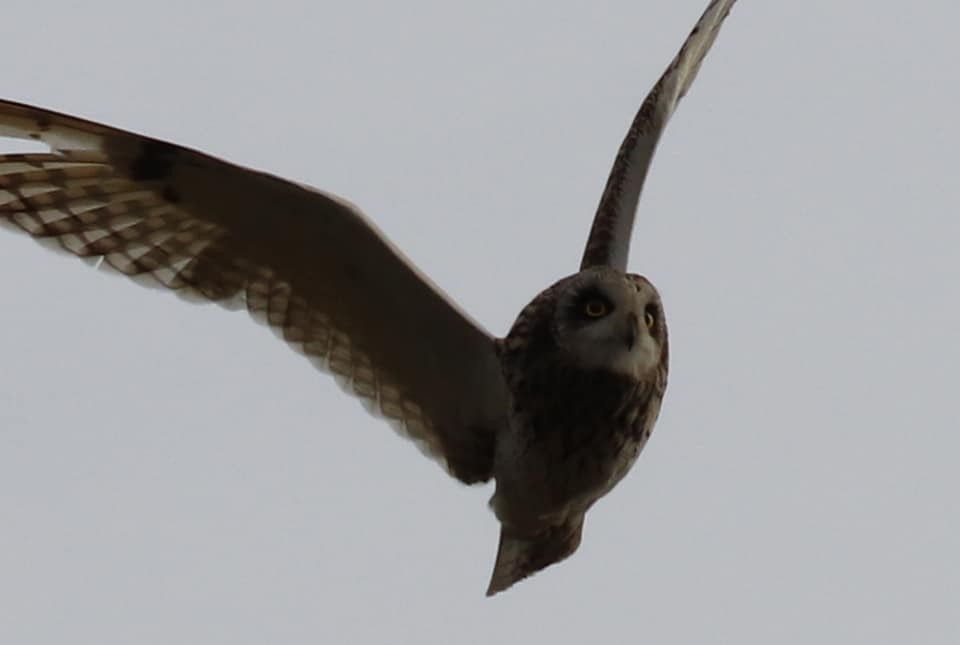 Short-eared Owl - ML308365141