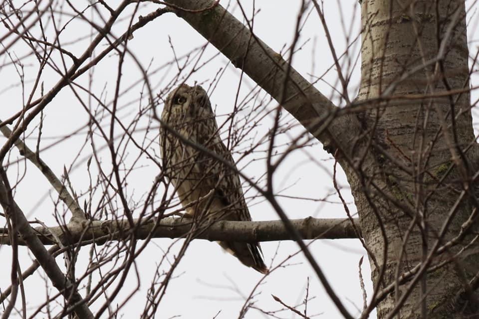 Short-eared Owl - ML308365321