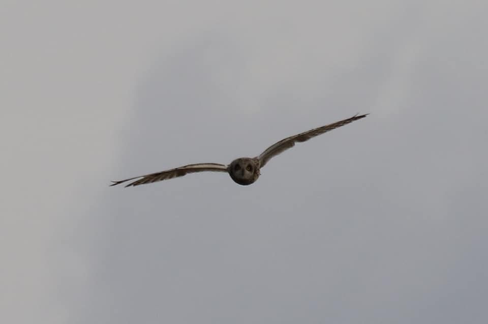 Short-eared Owl - Group account  for eBirding in Serbia
