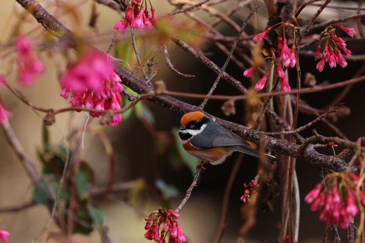 Black-throated Tit (Black-throated) - Chi-Hsuan Shao