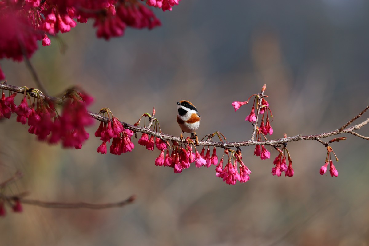 Black-throated Tit (Black-throated) - Chi-Hsuan Shao