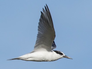 非繁殖期の成鳥 - Eric VanderWerf - ML308381491