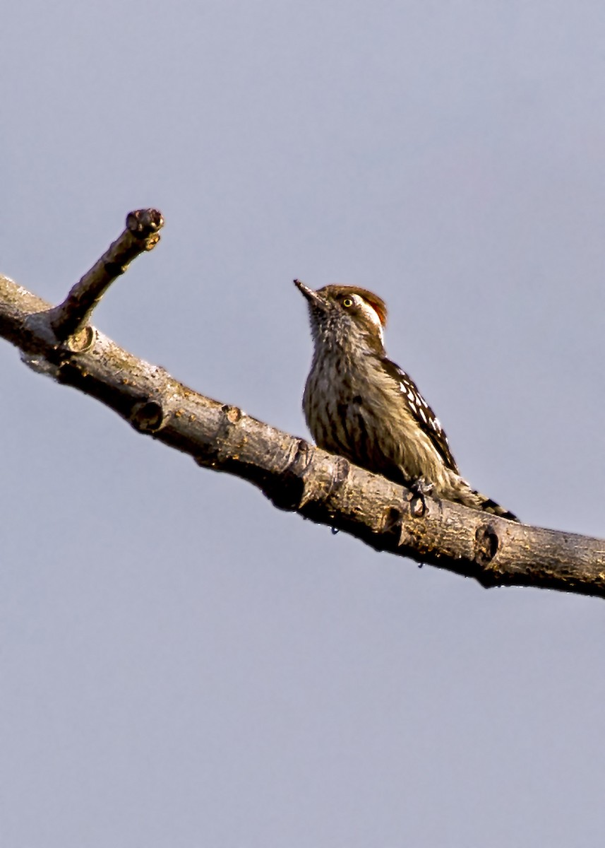Brown-capped/Gray-capped Pygmy Woodpecker - ML308381551