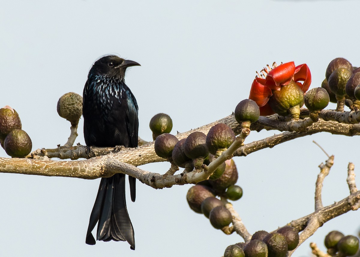 Hair-crested Drongo - ML308381841
