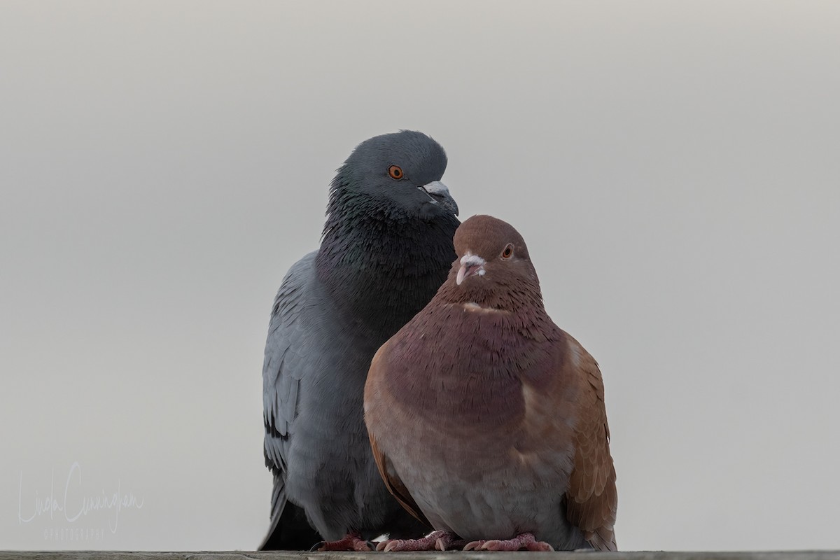 Rock Pigeon (Feral Pigeon) - ML308383711