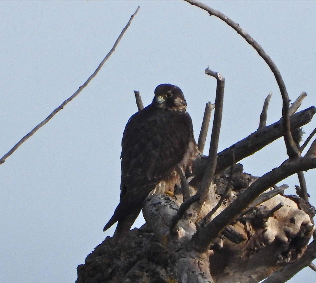Peregrine Falcon - Pair of Wing-Nuts