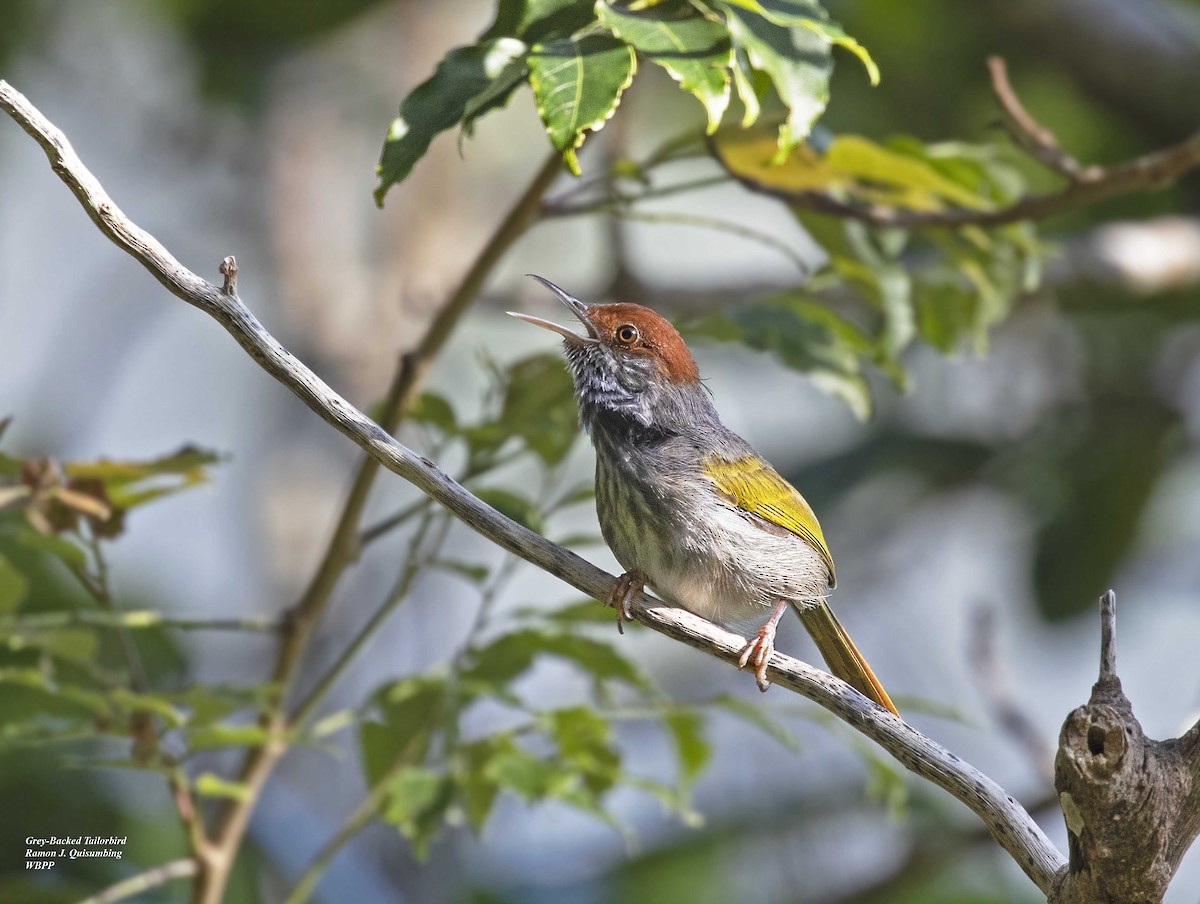Gray-backed Tailorbird - Ramon Quisumbing