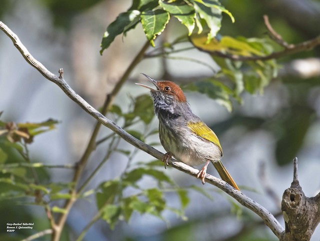Gray-backed Tailorbird