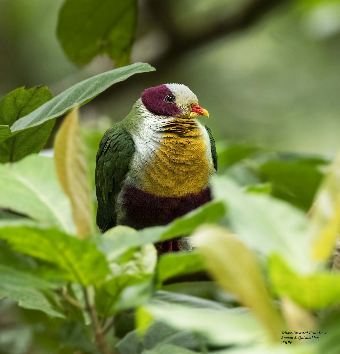 Yellow-breasted Fruit-Dove - Ramon Quisumbing
