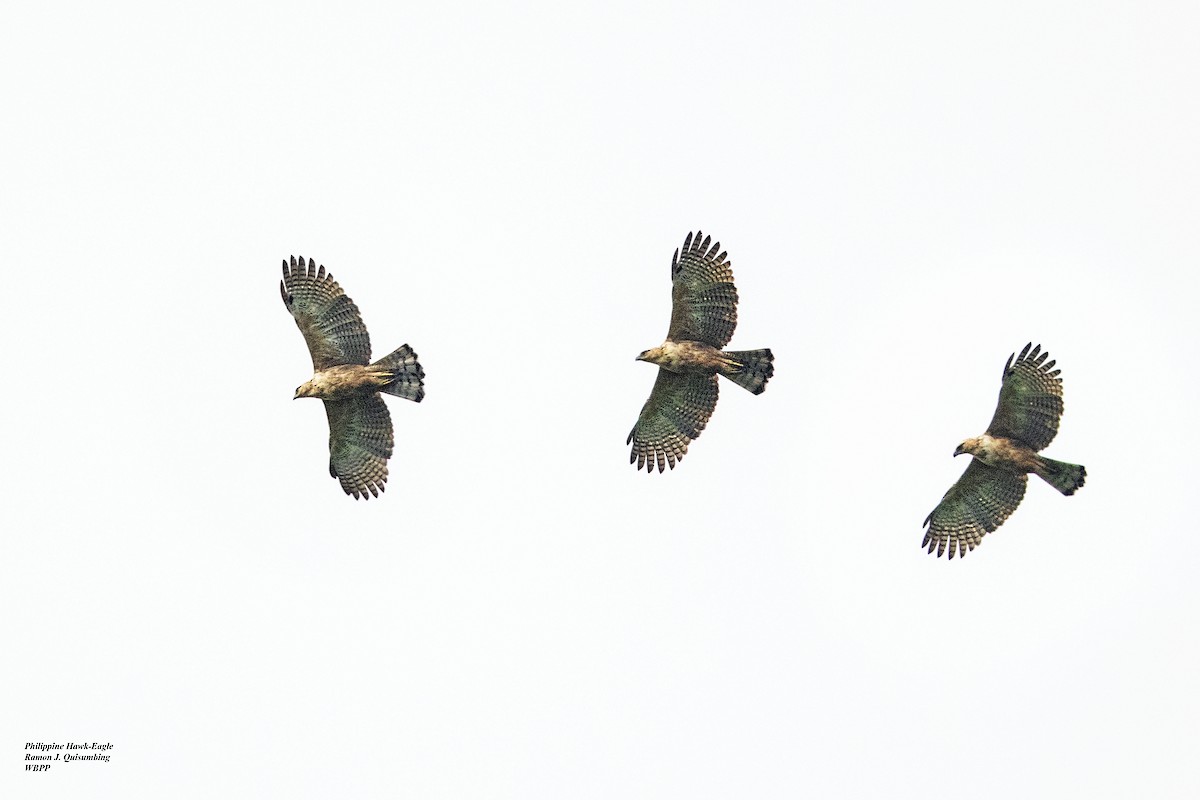 Philippine Hawk-Eagle - Ramon Quisumbing
