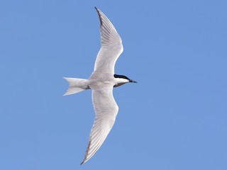 繁殖期の成鳥 - Lorenzo Cocco - ML308387571