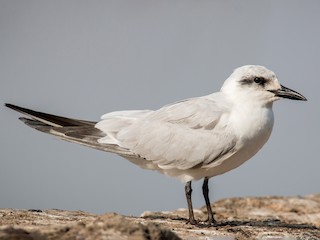 非繁殖期の成鳥 - Ian Davies - ML308387831