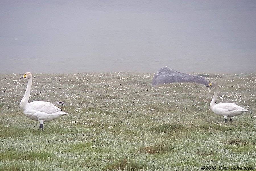 Tundra Swan (Bewick's) - Yann Kolbeinsson