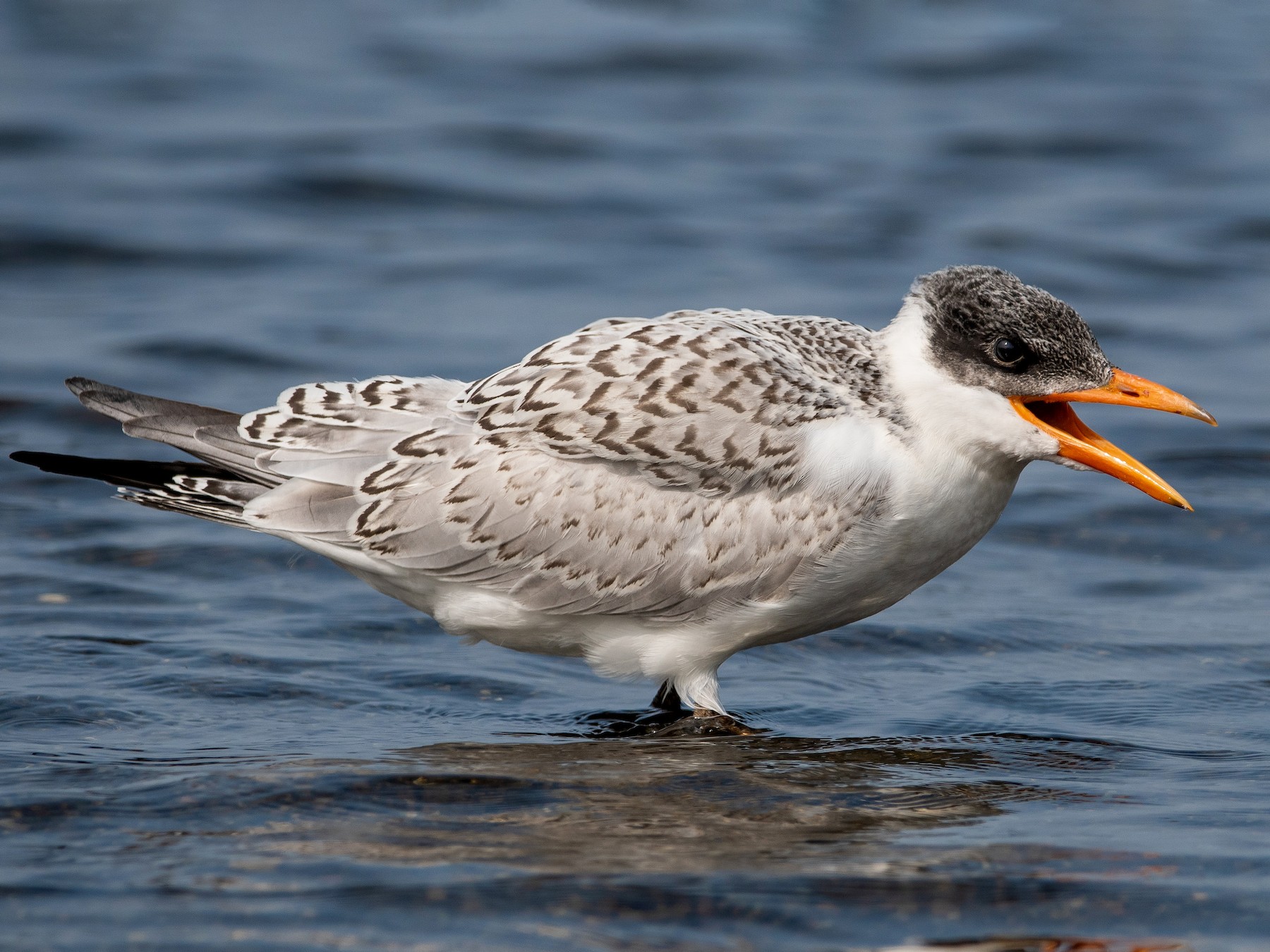 Caspian Tern - Mason Maron