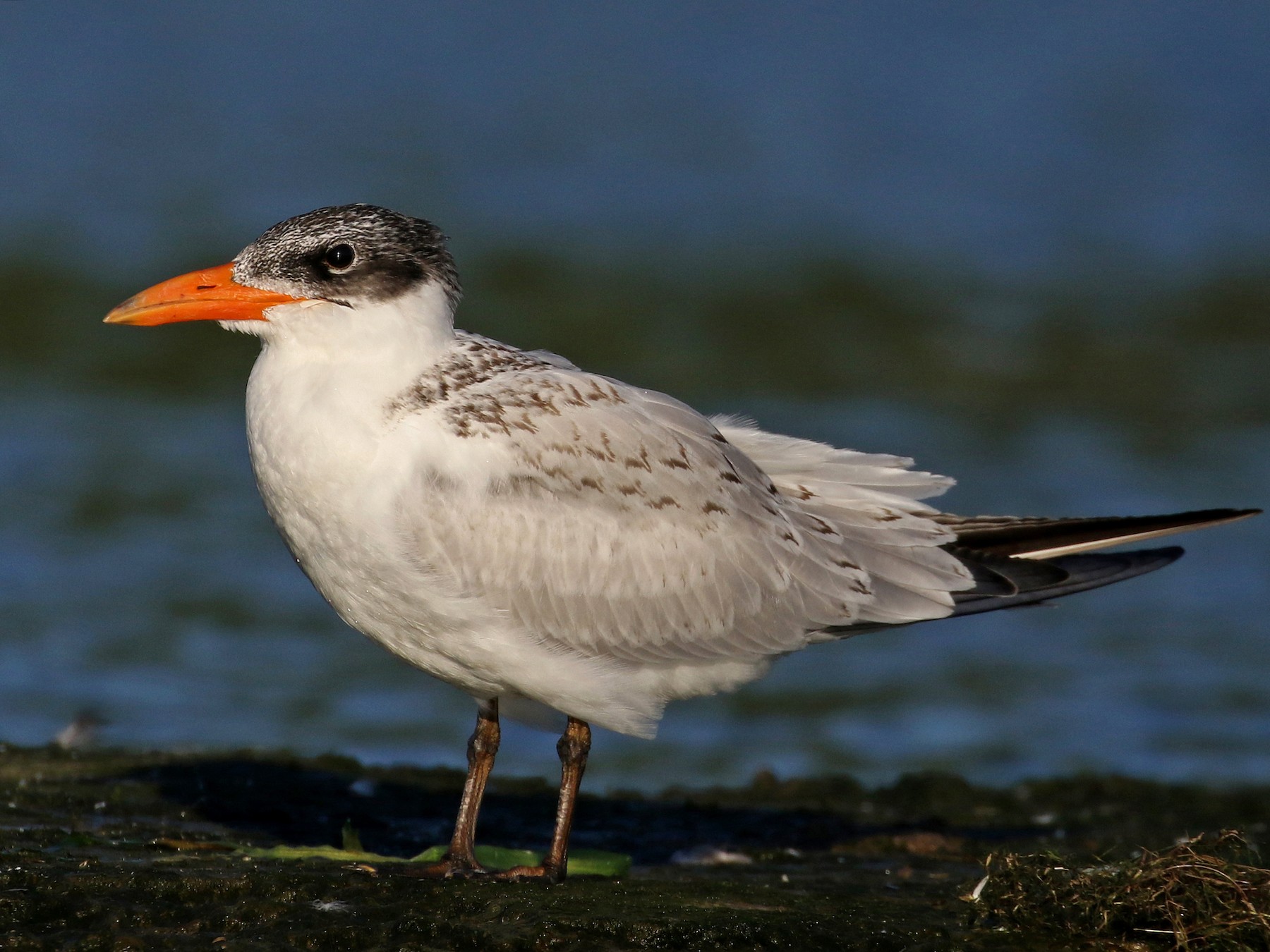 Caspian Tern - Jay McGowan