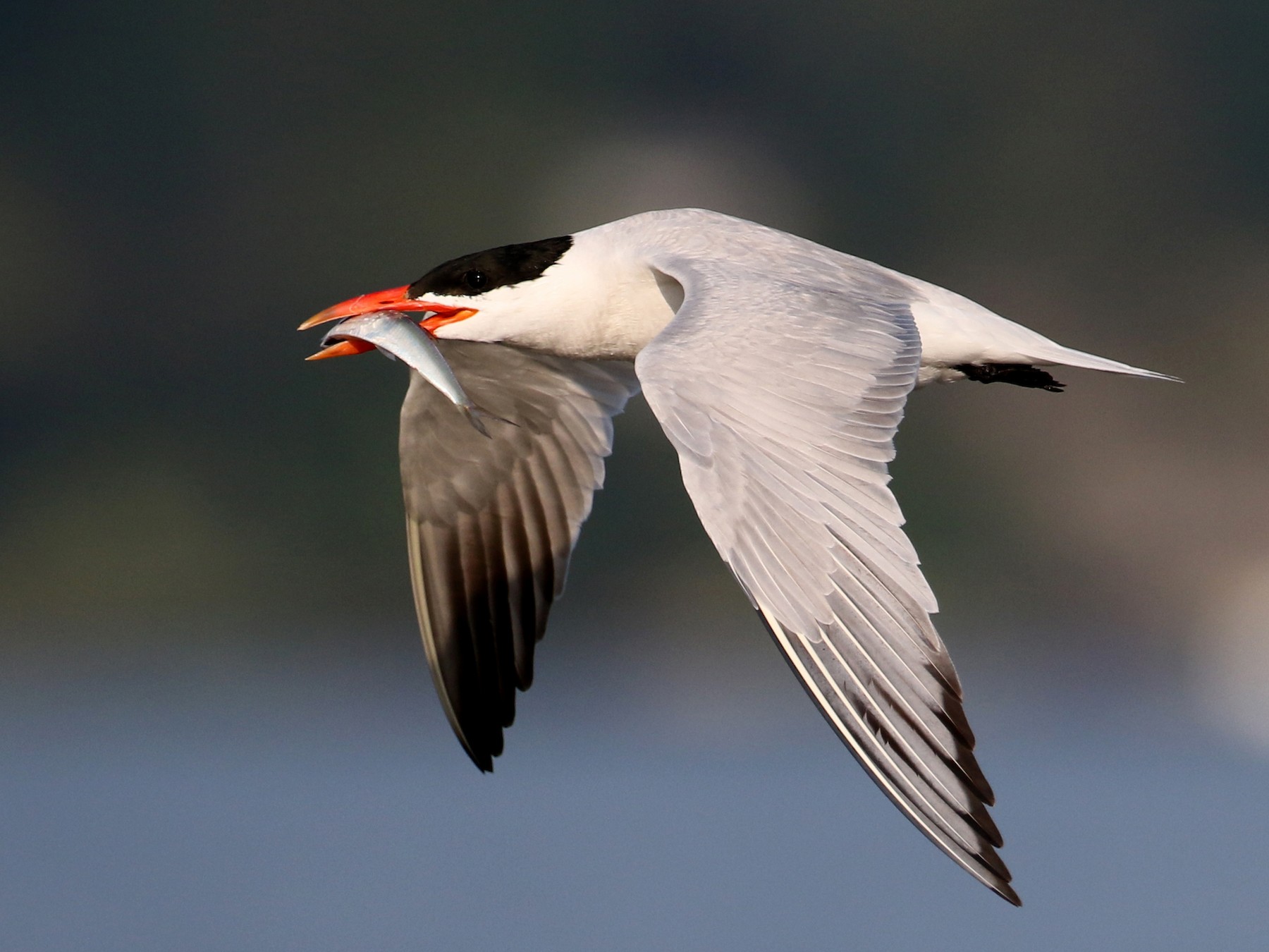 Caspian Tern - Jay McGowan