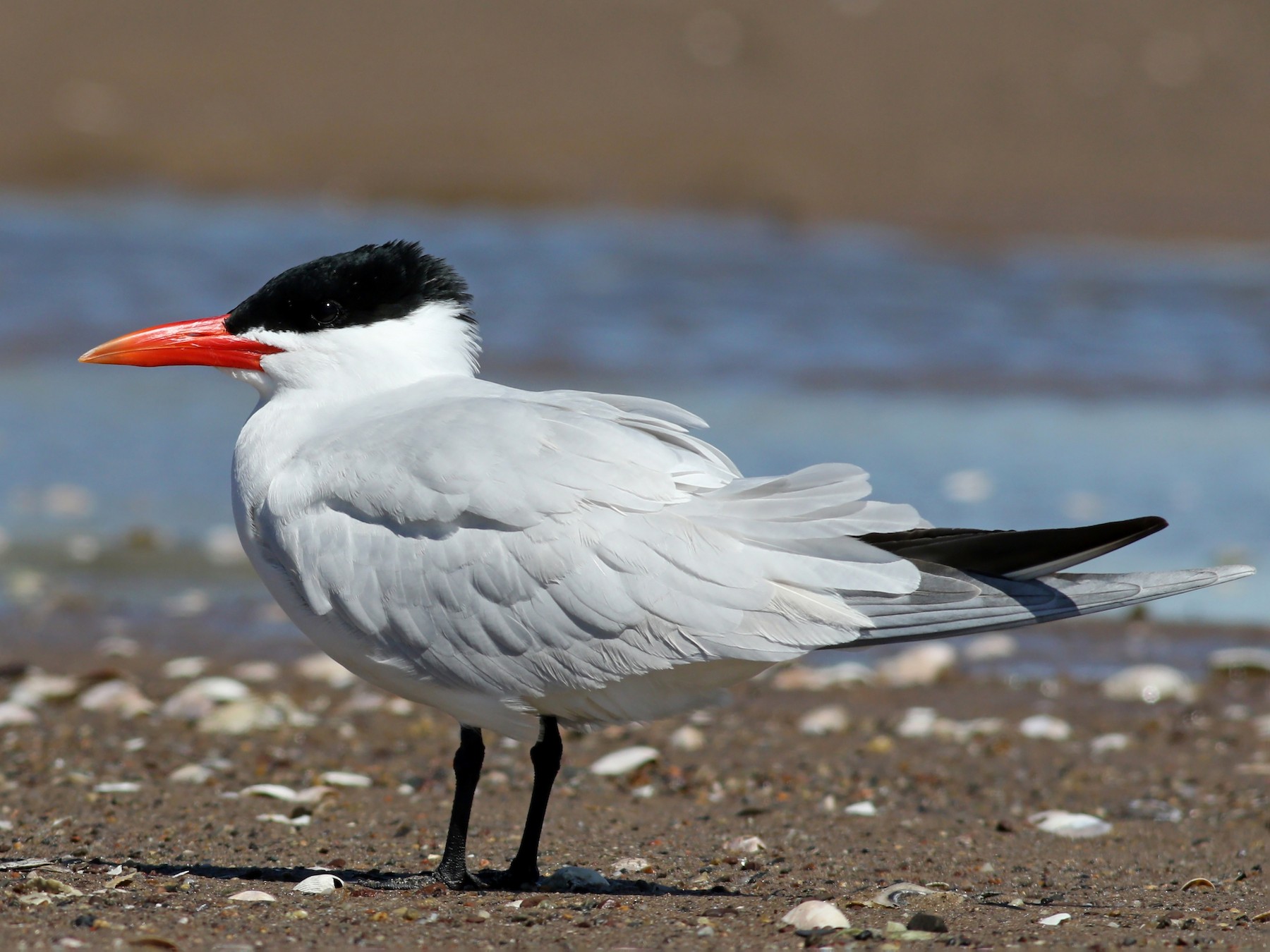 Caspian Tern - Nick Bonomo