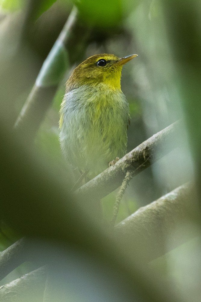 Yellow-throated Woodland-Warbler - ML308395201