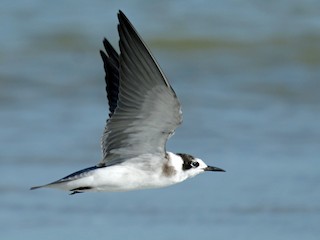 นกเต็มวัยชุดขนนอกฤดูผสมพันธุ์ - David Irving - ML308401561