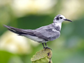 นกเต็มวัยชุดขนนอกฤดูผสมพันธุ์ - Joshua Vandermeulen - ML308402141