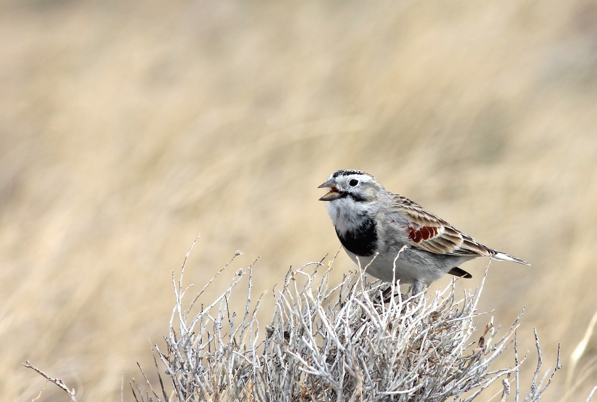 Thick-billed Longspur - ML30840281