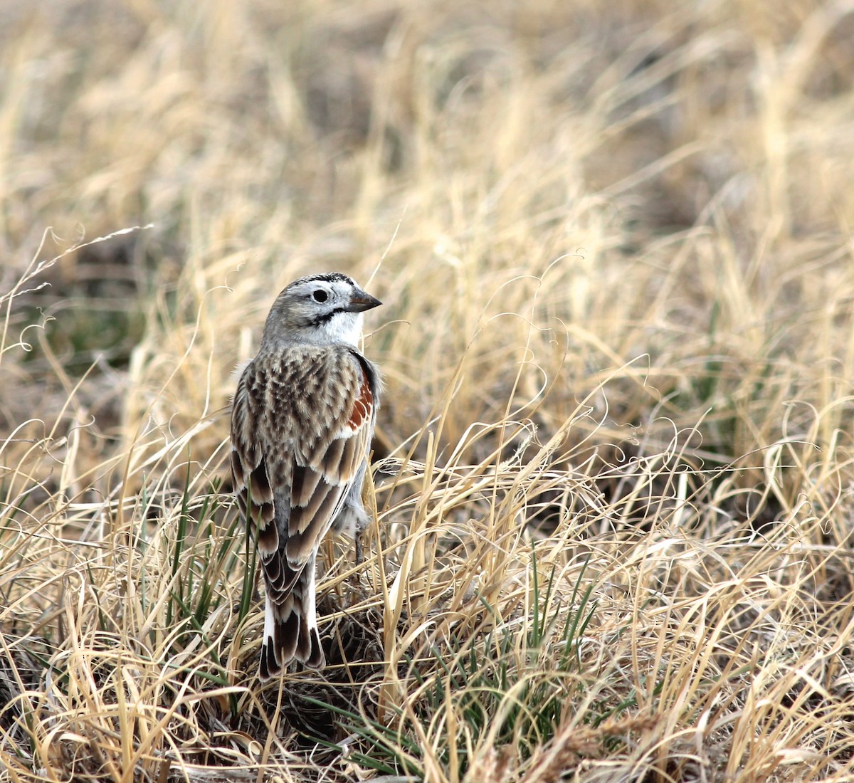 Thick-billed Longspur - ML30840291