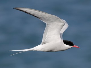 นกเต็มวัยในฤดูผสมพันธุ์ - Alix d'Entremont - ML308404421