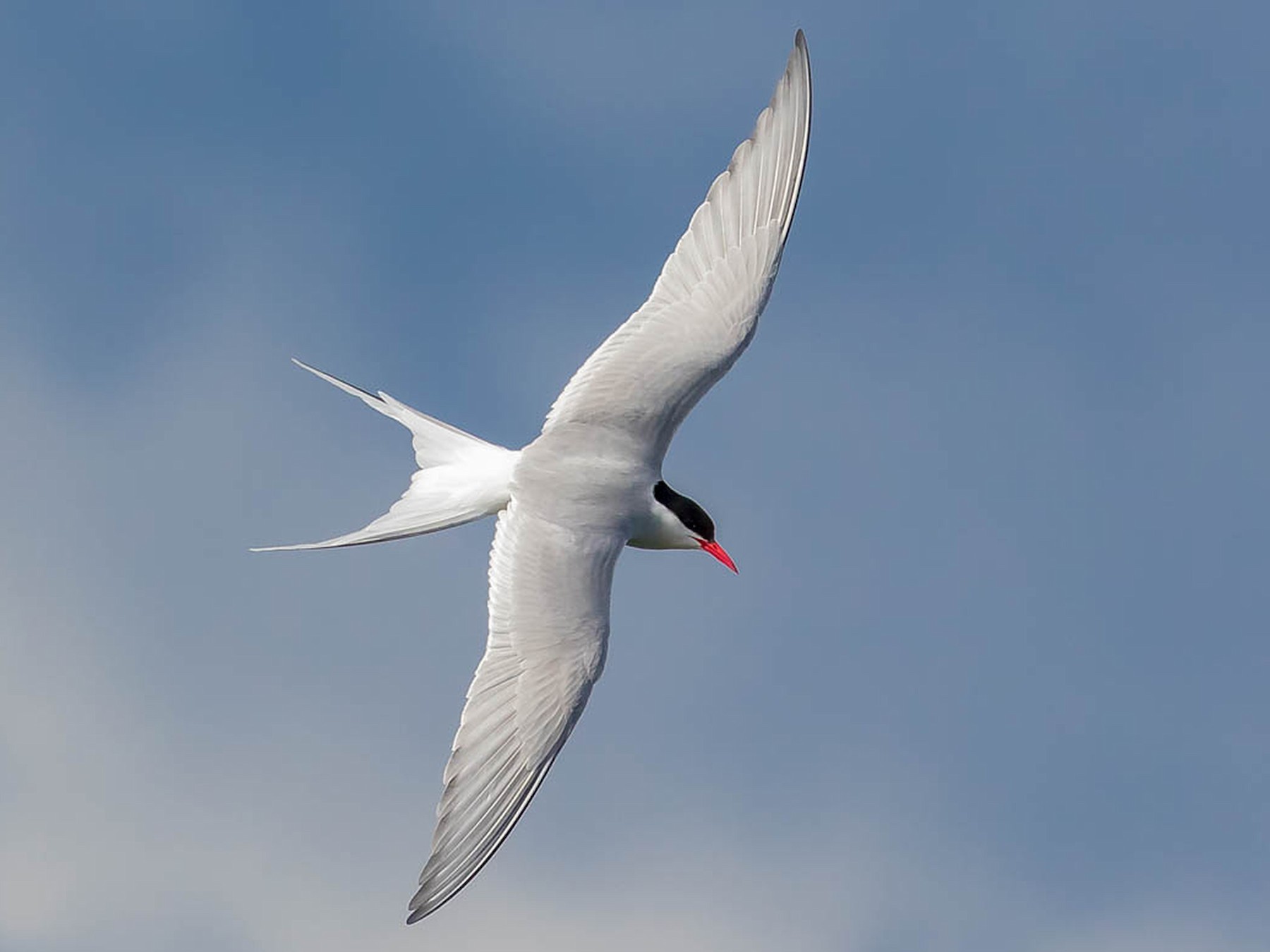 Arctic Tern - Melissa Hafting