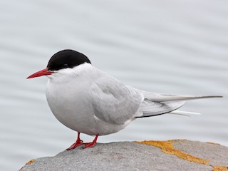 The Voyage of the Arctic Tern by Montgomery, Hugh: Near Fine