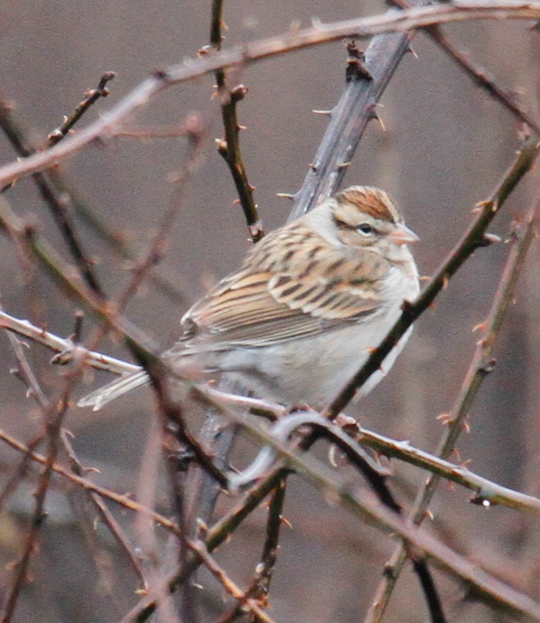 Chipping Sparrow - ML308405001