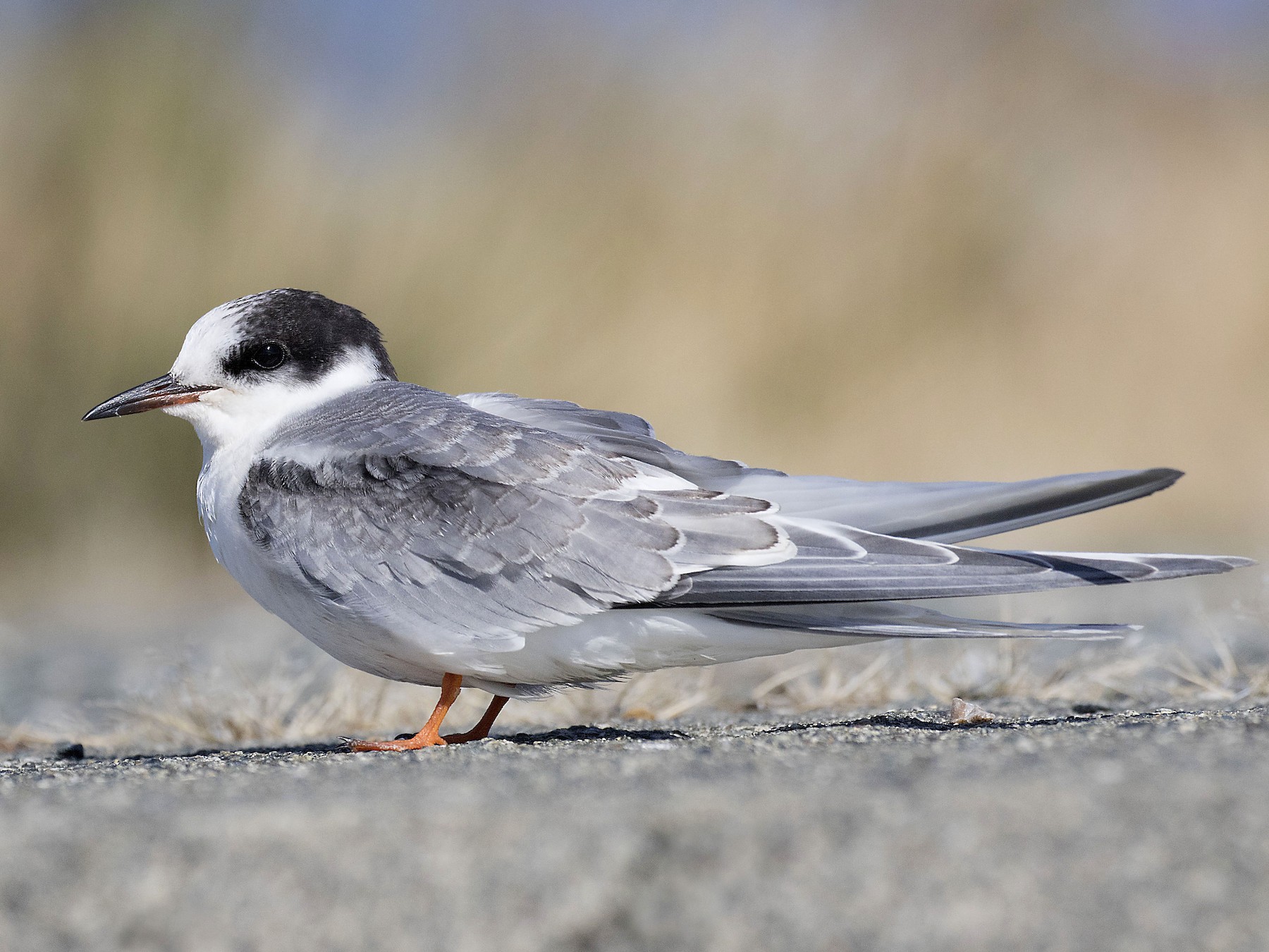 Arctic Tern - Peter Candido