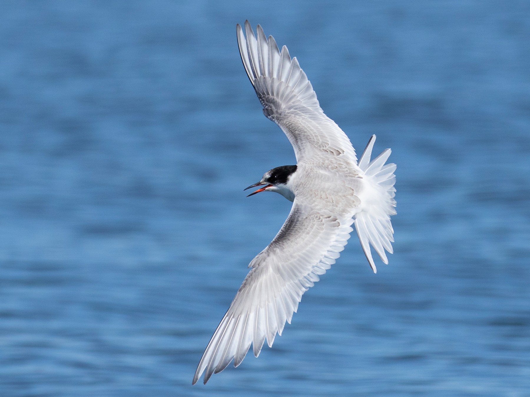 Arctic Tern - Ilya Povalyaev