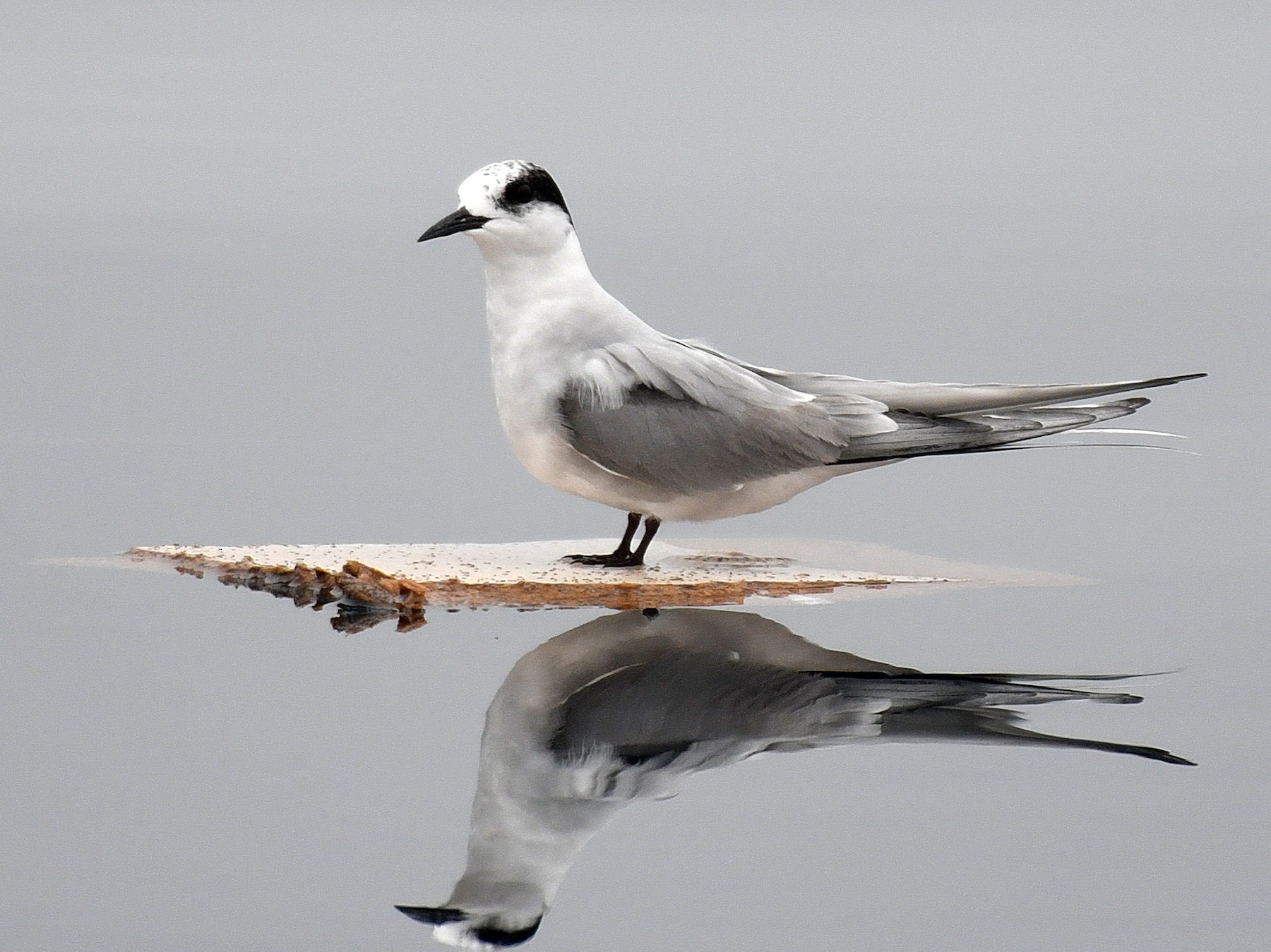 Arctic Tern - Daniel Murphy