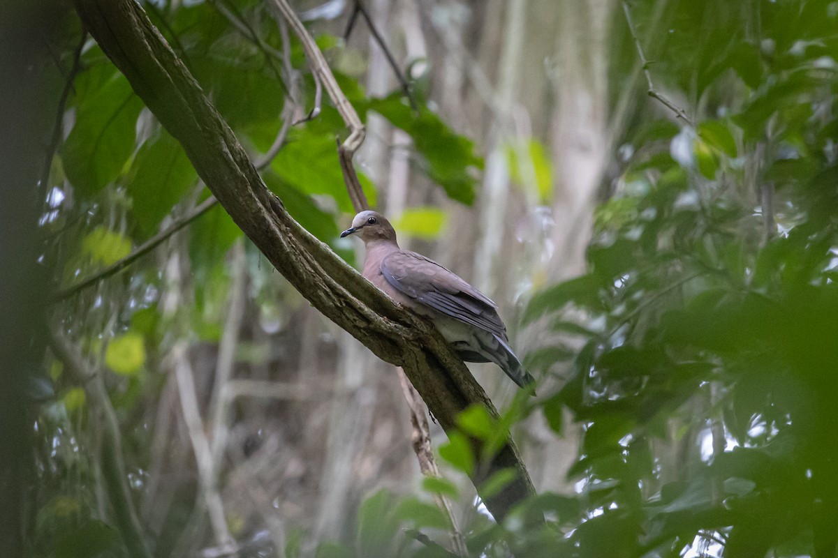 Gray-fronted Dove - Luis Fillipe  Couto