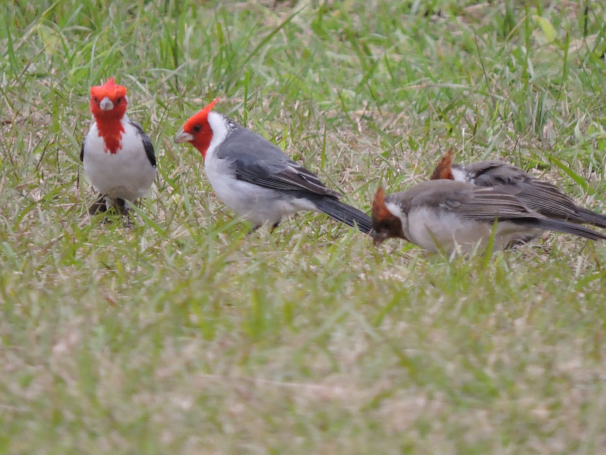 Red-crested Cardinal - Carolina Busquetz