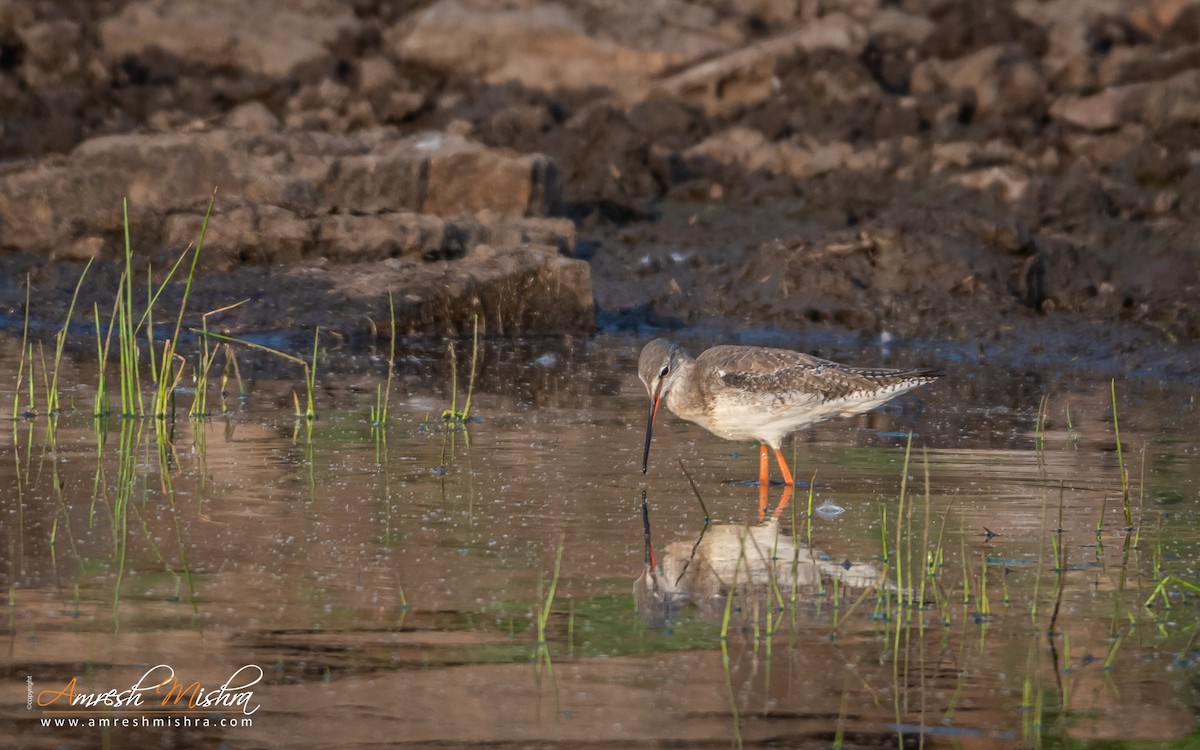 Spotted Redshank - ML308413201