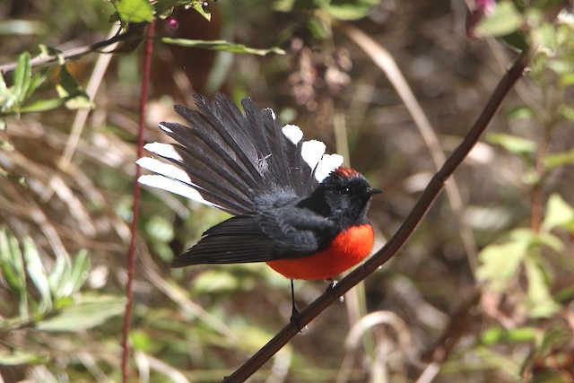Bird spreading its tail (subspecies <em class="SciName notranslate">miniatus</em>). - Slate-throated Redstart - 