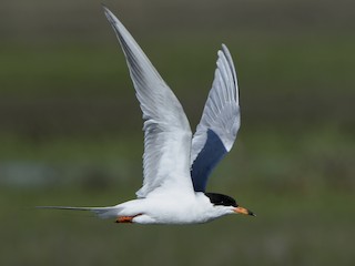  - Forster's Tern