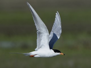 นกเต็มวัยในฤดูผสมพันธุ์ - Jonathan Irons - ML308420601