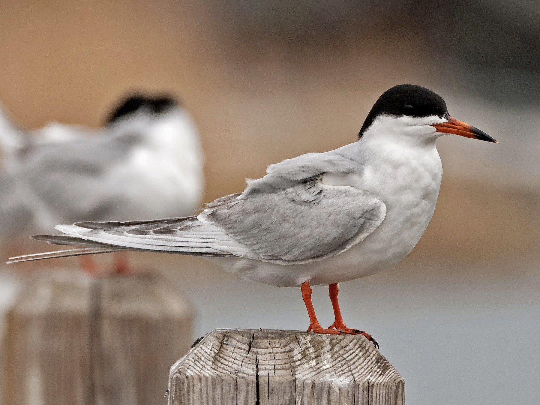 Forster's Tern - Andrew Simon