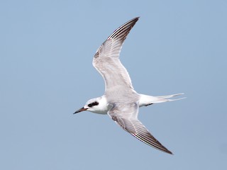  - Forster's Tern