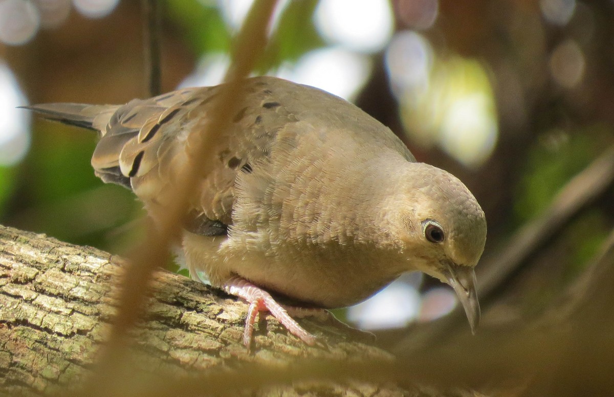 Ecuadorian Ground Dove - ML30842291