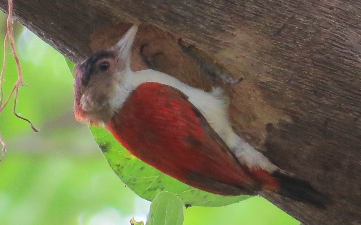 Scarlet-backed Woodpecker - ML30842371