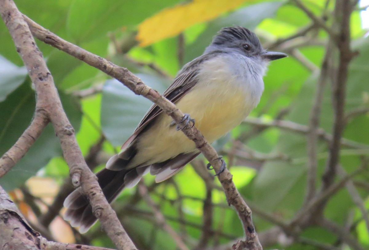 Sooty-crowned Flycatcher - ML30842471