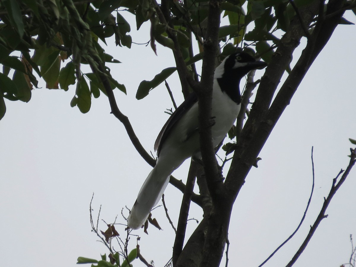 White-tailed Jay - ML30842551