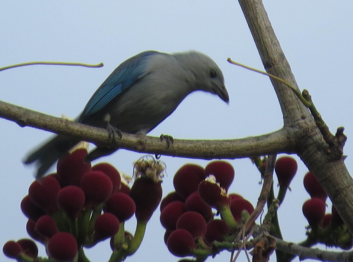 Blue-gray Tanager - ML30842581