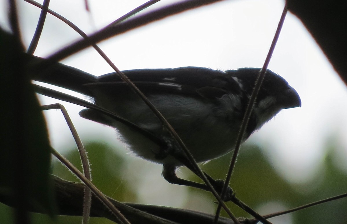 Variable Seedeater - ML30842671